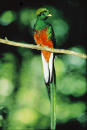 quetzal bird